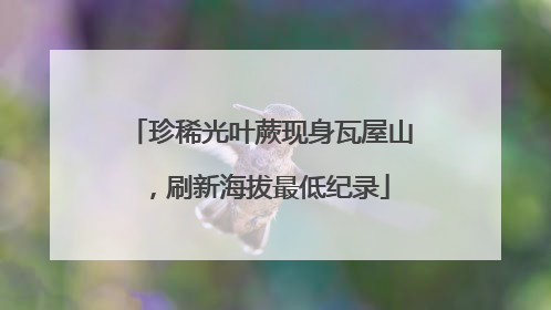珍稀光叶蕨现身瓦屋山，刷新海拔最低纪录