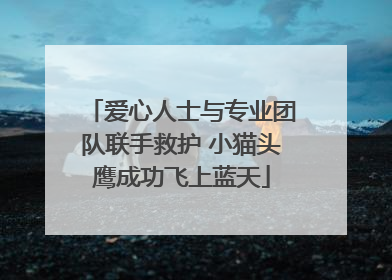爱心人士与专业团队联手救护 小猫头鹰成功飞上蓝天
