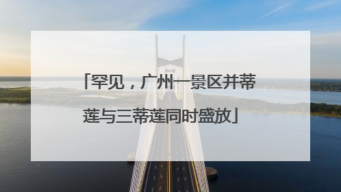 罕见，广州一景区并蒂莲与三蒂莲同时盛放