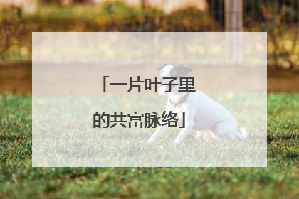 一片叶子里的共富脉络
