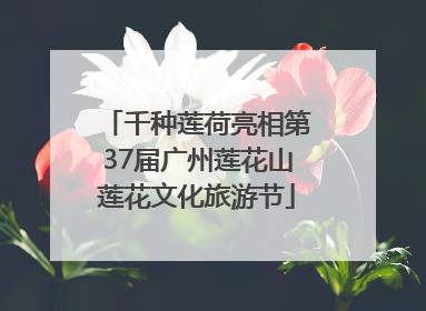 千种莲荷亮相第37届广州莲花山莲花文化旅游节