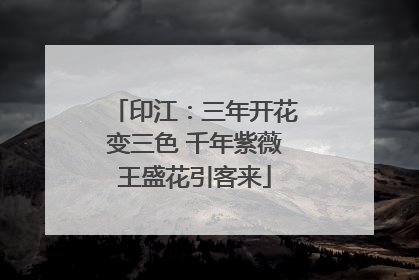 印江：三年开花变三色 千年紫薇王盛花引客来