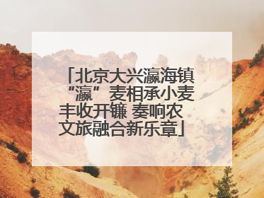 北京大兴瀛海镇“瀛”麦相承小麦丰收开镰 奏响农文旅融合新乐章