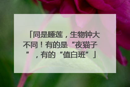 同是睡莲，生物钟大不同！有的是“夜猫子”，有的“值白班”