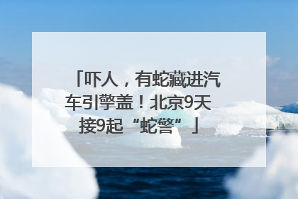 吓人，有蛇藏进汽车引擎盖！北京9天接9起“蛇警”