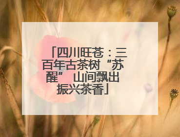 四川旺苍：三百年古茶树“苏醒” 山间飘出振兴茶香