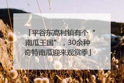 平谷东高村镇有个“南瓜王国”，30余种奇特南瓜迎来观赏季