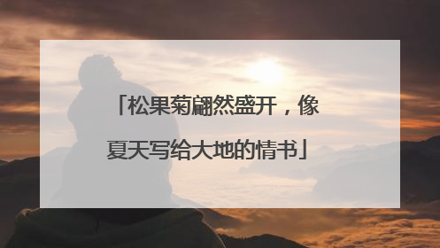 松果菊翩然盛开，像夏天写给大地的情书