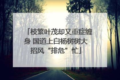 枝繁叶茂却又重症缠身 国道上白杨树树大招风“排危”忙