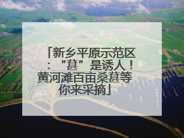 新乡平原示范区：“葚”是诱人！黄河滩百亩桑葚等你来采摘
