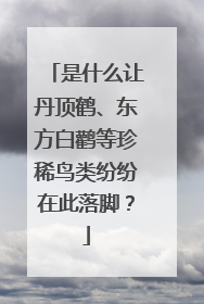 是什么让丹顶鹤、东方白鹳等珍稀鸟类纷纷在此落脚？