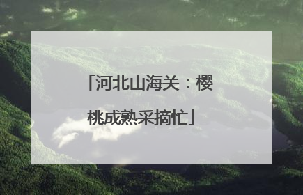 河北山海关：樱桃成熟采摘忙