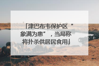 津巴布韦保护区“象满为患”，当局称将扑杀供居民食用