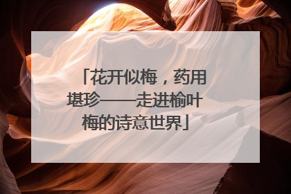 花开似梅，药用堪珍——走进榆叶梅的诗意世界