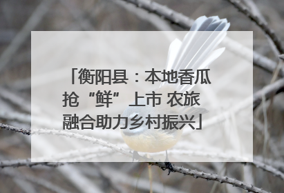 衡阳县：本地香瓜抢“鲜”上市 农旅融合助力乡村振兴
