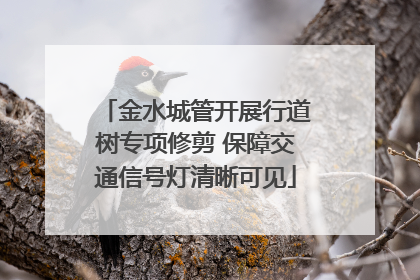 金水城管开展行道树专项修剪 保障交通信号灯清晰可见
