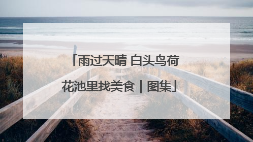 雨过天晴 白头鸟荷花池里找美食｜图集